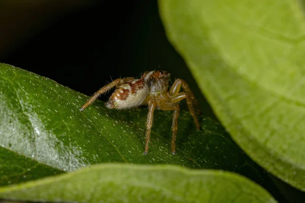 Small Jumping Spider Genus Frigga — Stock Photo, Image