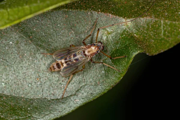 Midge Adulto Mordedor Familia Chironomidae —  Fotos de Stock