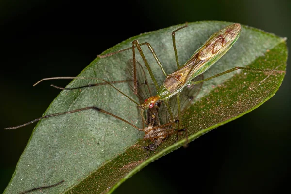 Felnőtt Assassin Bug Tribe Harpactorini Zsákmány Egy Felnőtt Limoniid Crane — Stock Fotó