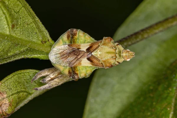 Adult Ambush Bug Plemienia Phymatini — Zdjęcie stockowe