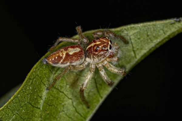 Pequena Aranha Saltitante Gênero Frigga — Fotografia de Stock