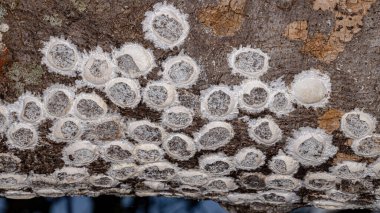Dobsonfly, alt familya Corydalinae 'nin su böceği yumurtaları bir nehrin üzerindeki ağaç gövdesinde.