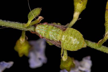 Gyponini kabilesinin tipik Leafhopper Nymph 'i.