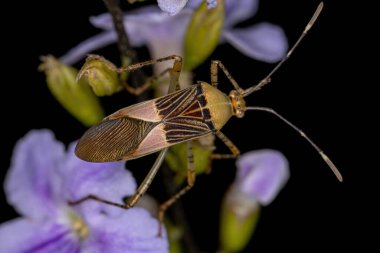 Yetişkin Yaprak Ayaklı Böcek Hypselonotus cinsi bir gökçiçeği üzerinde