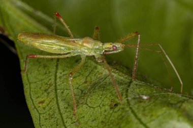 Harpactorini kabilesinden Yetişkin Suikastçı Böceği