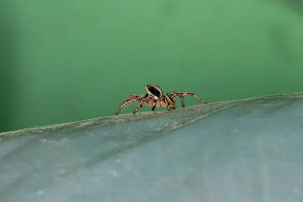 Pantropical Jumping Spider Species Plexippus Paykulli — стоковое фото