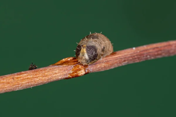 Pequeña Pupa Mosca Planeadora Del Género Dioprosopa —  Fotos de Stock