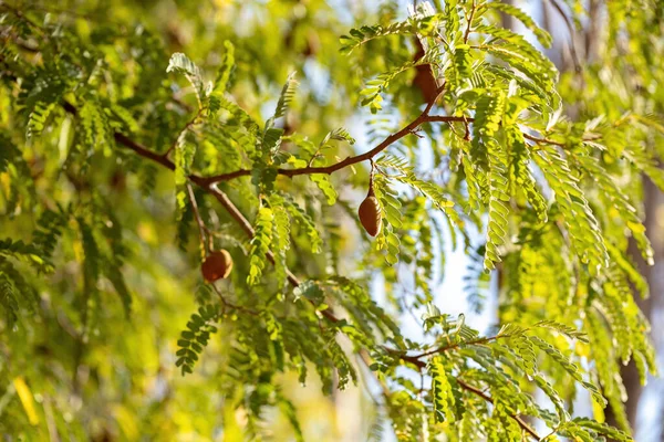 Листя Дерева Томариндо Деякими Фруктами Вибірковому Фокусі — стокове фото