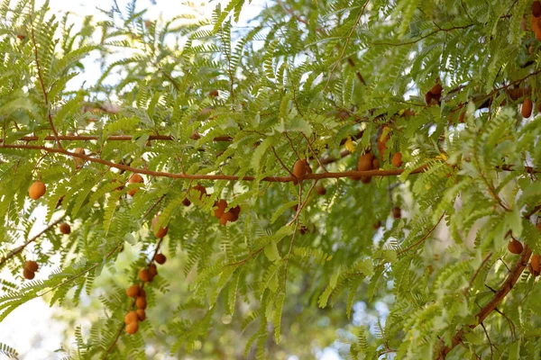 Liście Drzewa Tomarindo Kilkoma Owocami Sposób Selektywny — Zdjęcie stockowe