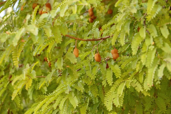 Листя Дерева Томариндо Деякими Фруктами Вибірковому Фокусі — стокове фото