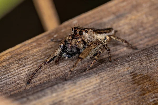 Adulto Masculino Saltando Aranha Subtribo Dendryphantina Presa Inseto — Fotografia de Stock