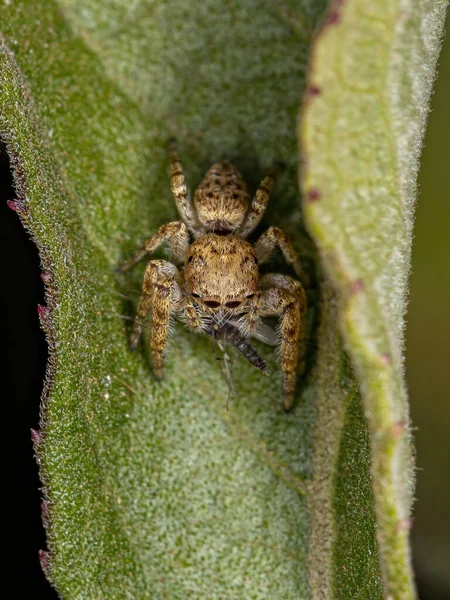 Malý Skákající Pavouk Subkmene Dendryphantina Lovící Komára — Stock fotografie