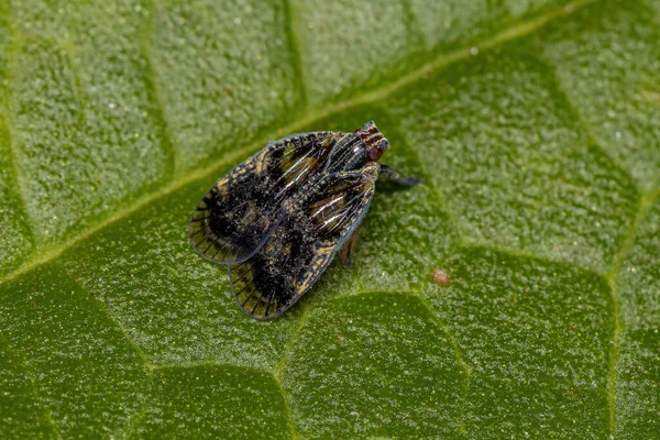 Ενηλίκων Μικρό Planthopper Του Genus Bothriocera — Φωτογραφία Αρχείου