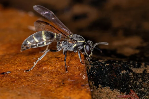 Ausgewachsene Honigwespe Der Untergattung Myrapetra Trinkt Wasser Fluss — Stockfoto