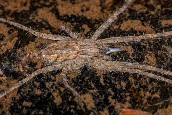 Дорослі Trechaleid Spider Родини Trechaleidae Над Мілководною Водою Річки — стокове фото