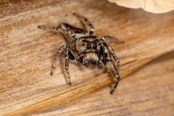 Ενήλικας Αρσενικό Άλμα Αράχνη Της Υποφυλής Dendryphantina Θηρεύει Ένα Έντομο — Φωτογραφία Αρχείου