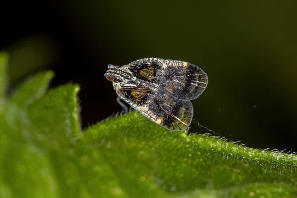 Dospělý Malý Planthopper Rodu Bothriocera — Stock fotografie