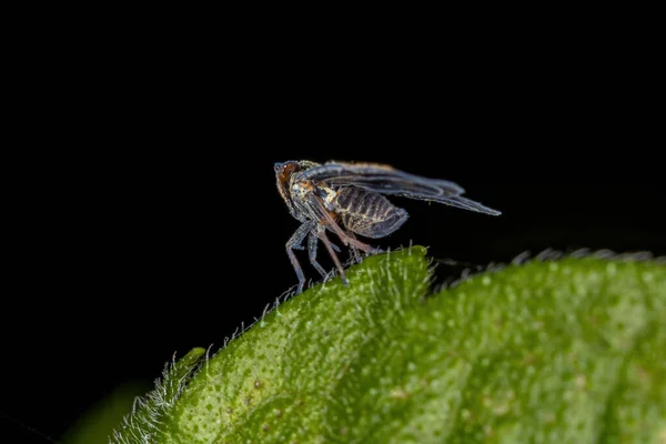Ενηλίκων Μικρό Planthopper Του Genus Bothriocera — Φωτογραφία Αρχείου