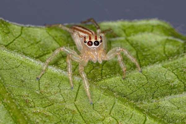 Ενήλικες Γυναίκα Άλμα Spider Του Genus Chira — Φωτογραφία Αρχείου