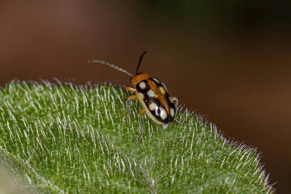 Ausgewachsener Kleiner Flohkäfer Der Unterfamilie Galerucinae — Stockfoto