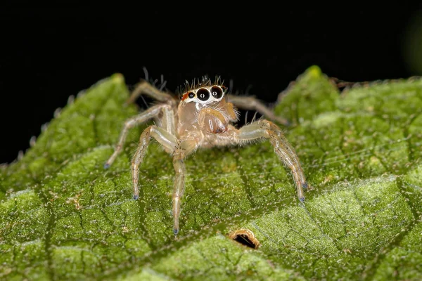 Chira Cinsinin Zıplayan Dişi Örümceği — Stok fotoğraf