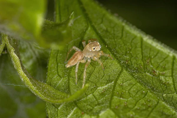 Kleine Springspinne Der Gattung Chira — Stockfoto