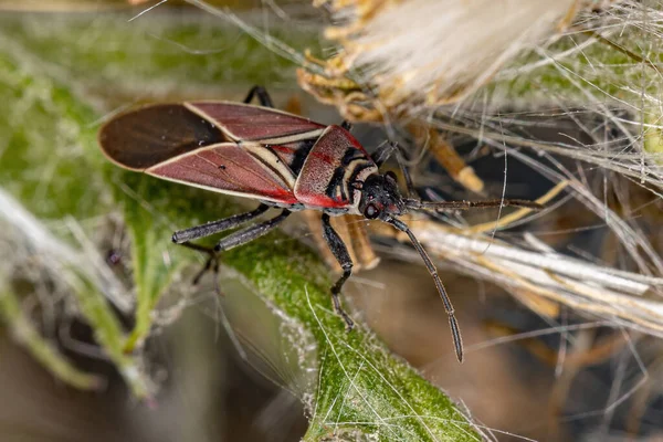 Neacoryphus 십자가 — 스톡 사진