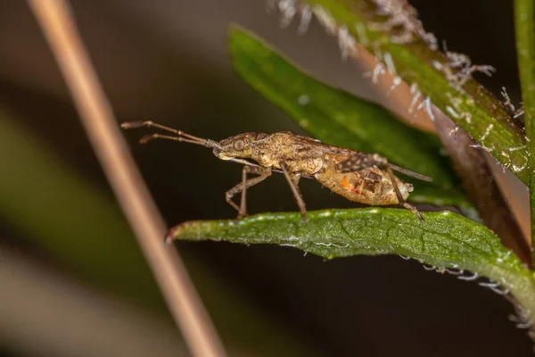 Insecto Planta Sin Olor Adulto Del Género Harmostes —  Fotos de Stock