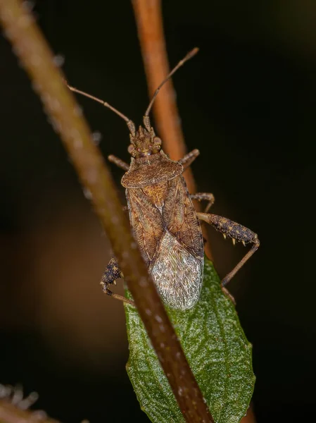 Harmostes Cinsinin Yetişkin Kokusuz Bitki Böceği — Stok fotoğraf