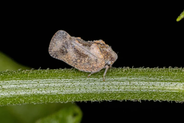 成人プランツパー科フラタダイ属の昆虫 — ストック写真