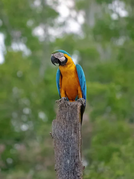 Guacamayo Adulto Azul Amarillo Especie Ara Ararauna — Foto de Stock