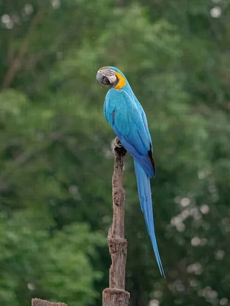 Guacamayo Adulto Azul Amarillo Especie Ara Ararauna — Foto de Stock