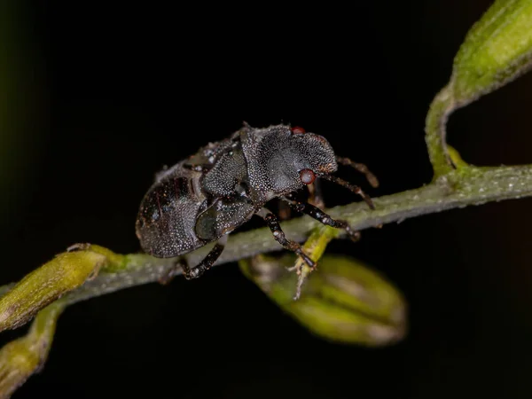 Stink Bug Nymph Family Pentatomidae Mimics Cephalotes Tortoise Ants — Stock Photo, Image