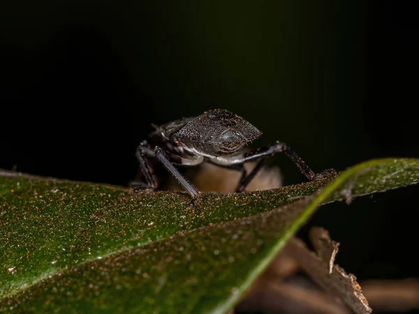 Smradlavá Broučí Nymfa Čeledi Pentatomidae Která Napodobuje Mravence Cefalotů — Stock fotografie