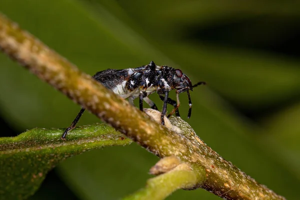 Smradlavá Broučí Nymfa Čeledi Pentatomidae Která Napodobuje Mravence Cefalotů — Stock fotografie