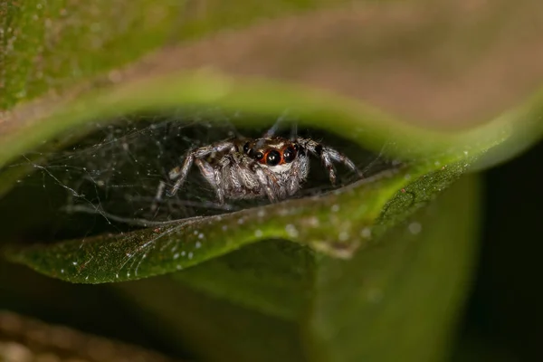 Aranha Salto Pequena Espécie Philira Micans — Fotografia de Stock