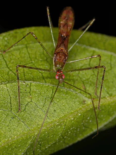 Adult Assassin Bug Tribe Harpactorini — Stock Photo, Image