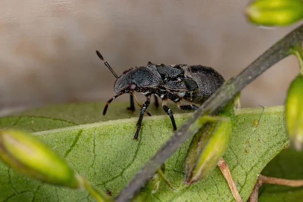 模仿龟头蚂蚁的五棘科昆虫的臭虫若虫 — 图库照片