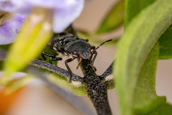 Kokuşmuş Böcek Pentatomidae Familyasından Kafadanbacaklı Kaplumbağa Karıncaları Taklit Eder — Stok fotoğraf