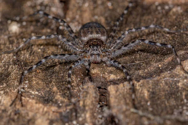 Ενηλίκων Trechaleid Spider Family Trechaleidae — Φωτογραφία Αρχείου