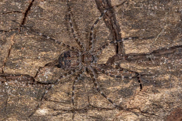 Trechaleidae Ailesinden Yetişkin Ağaç Örümceği — Stok fotoğraf