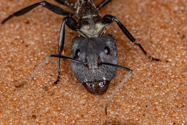 Shimmering Golden Sugar Ant Species Camponotus Sericeiventris Caste Soldier Sand — Stock Photo, Image