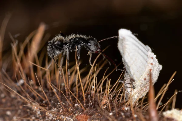 Interação Simbólica Entre Formigas Carpinteiro Gênero Camponotus Insetos Escala Superfamília — Fotografia de Stock