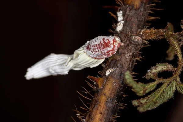 Έντομα Λευκής Κλίμακας Της Κοκκοιδέας Της Υπεροικογένειας Ένα Φυτό — Φωτογραφία Αρχείου