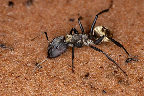 Shimmering Golden Sugar Ant Espécie Camponotus Sericeiventris Casta Soldado Areia — Fotografia de Stock