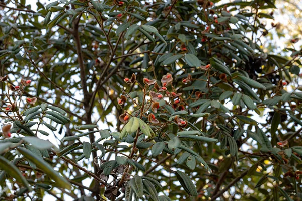 Дерево Ормосії Червоним Насінням Селективним Фокусом — стокове фото