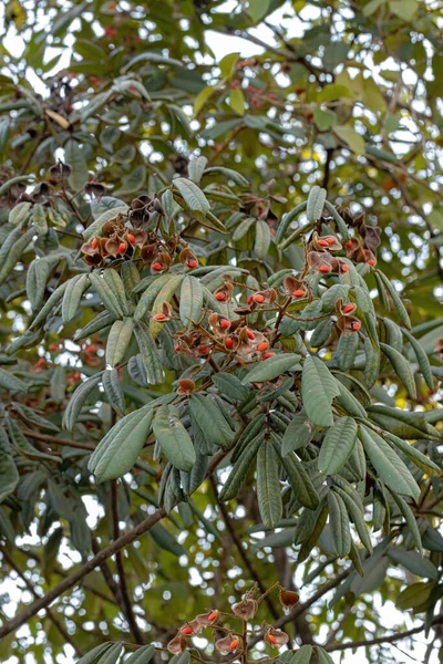 Ormosia Avec Graines Rouges Foyer Sélectif — Photo