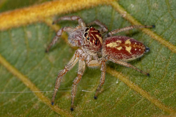 Adult Female Jumping Spider Genus Frigga — Stock Photo, Image