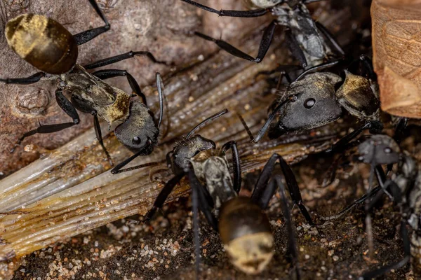 労働者のカーストのカンポントス族の品種の黄金の砂糖アリを粉砕 — ストック写真