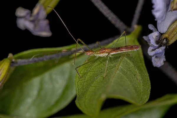 Asesino Adulto Bug Tribu Harpactorini —  Fotos de Stock